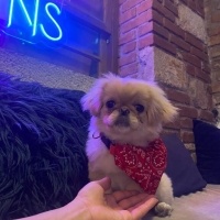 Pekingese, Köpek  Mara fotoğrafı