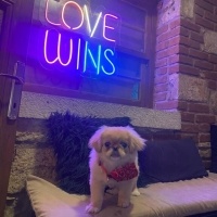 Pekingese, Köpek  Mara fotoğrafı