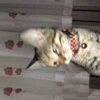 Tekir Kedi, Kedi  Boncuk fotoğrafı