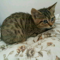Tekir Kedi, Kedi  Kurabiye  fotoğrafı