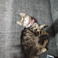 Tekir Kedi, Kedi  Prenses fotoğrafı