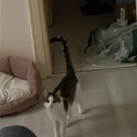 Tekir Kedi, Kedi  luna fotoğrafı