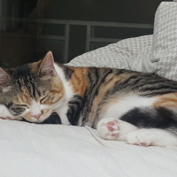 Tekir Kedi, Kedi  Gümüş fotoğrafı