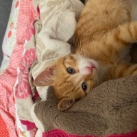 Sarman, Kedi  Boni fotoğrafı