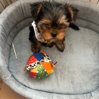 Yorkshire Terrier, Köpek  Mila fotoğrafı