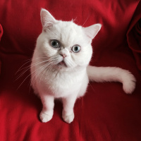 İran Kedisi (Persian), Kedi  Pamuk fotoğrafı