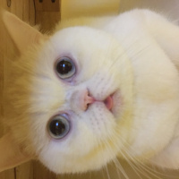 İran Kedisi (Persian), Kedi  Pamuk fotoğrafı