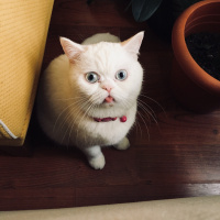 İran Kedisi (Persian), Kedi  Pamuk fotoğrafı