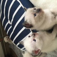 Siyam Kedisi, Kedi  maviş fotoğrafı