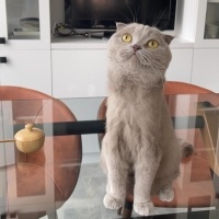 Scottish Fold, Kedi  Luna fotoğrafı