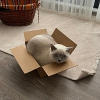 British Shorthair, Kedi  Winnie fotoğrafı