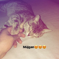 Tekir Kedi, Kedi  Müjgan fotoğrafı