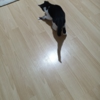 Tekir Kedi, Kedi  Minis fotoğrafı