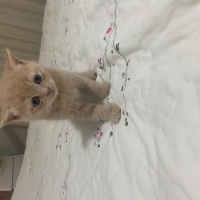 British Shorthair, Kedi  Balım fotoğrafı