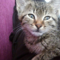 Mavi Rus, Kedi  tospik fotoğrafı