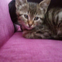 Mavi Rus, Kedi  tospik fotoğrafı