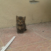 Tekir Kedi, Kedi  Piti fotoğrafı