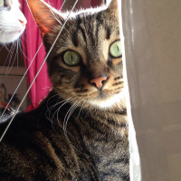 Tekir Kedi, Kedi  Piti fotoğrafı