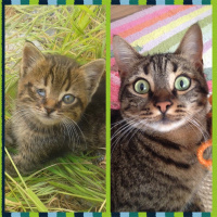 Tekir Kedi, Kedi  Piti fotoğrafı