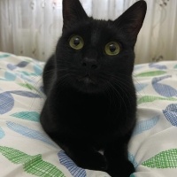 Bombay, Kedi  Gece fotoğrafı