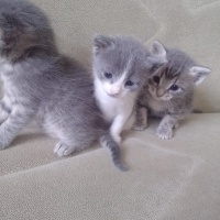 Tekir Kedi, Kedi  Şila fotoğrafı