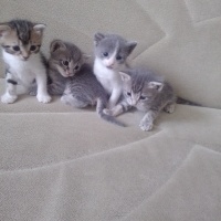Tekir Kedi, Kedi  Şila fotoğrafı