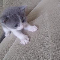 Tekir Kedi, Kedi  Şila fotoğrafı