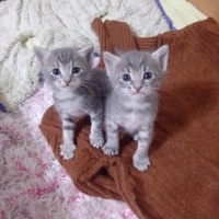 Tekir Kedi, Kedi  Şila fotoğrafı