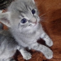 Tekir Kedi, Kedi  Şila fotoğrafı