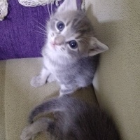 Tekir Kedi, Kedi  Şila fotoğrafı