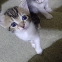Tekir Kedi, Kedi  Şila fotoğrafı