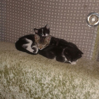 Tuxedo (Smokin) Kedi, Kedi  Boğaz güzelleri fotoğrafı