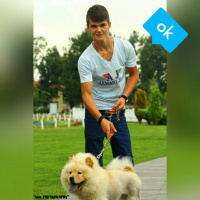 Chow Chow (çin Aslanı), Köpek  Gnar fotoğrafı