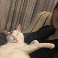 Ankara Kedisi, Kedi  bulut fotoğrafı