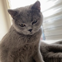 British Shorthair, Kedi  Şiva fotoğrafı