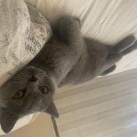British Shorthair, Kedi  Şiva fotoğrafı