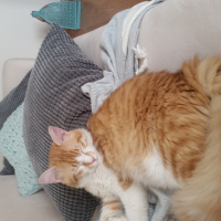 Tekir Kedi, Kedi  Şans fotoğrafı
