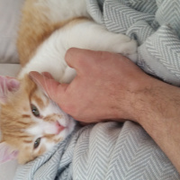 Tekir Kedi, Kedi  Şans fotoğrafı