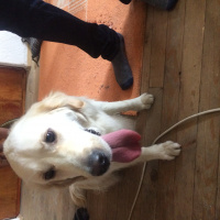 Golden Retriever, Köpek  Ada fotoğrafı