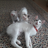 Tekir Kedi, Kedi  Leya fotoğrafı