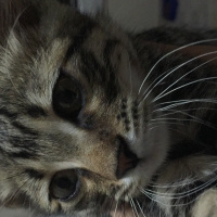 Tekir Kedi, Kedi  Gloyi fotoğrafı