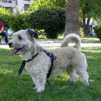 Maltese, Köpek  Diana fotoğrafı