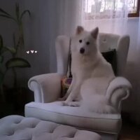 Samoyed, Köpek  Oscar fotoğrafı