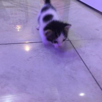 Tekir Kedi, Kedi  şanslı fotoğrafı