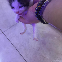 Tekir Kedi, Kedi  şanslı fotoğrafı