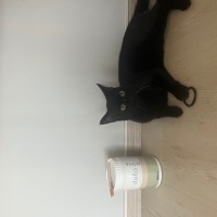 Tekir Kedi, Kedi  Zeytin fotoğrafı