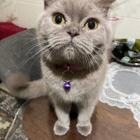 Scottish Fold, Kedi  Güzelim fotoğrafı