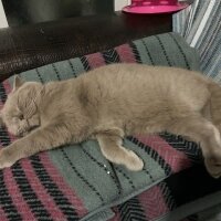 Scottish Fold, Kedi  Güzelim fotoğrafı