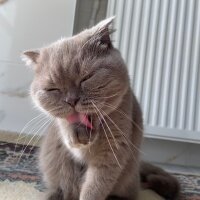 Scottish Fold, Kedi  Güzelim fotoğrafı