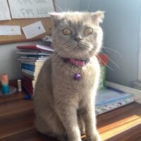 Scottish Fold, Kedi  Güzelim fotoğrafı